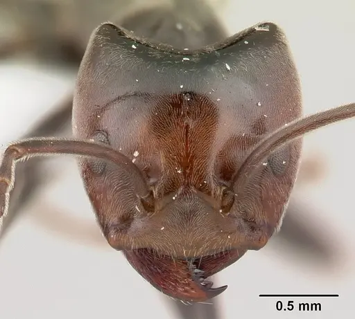 Azteca snellingi specimen