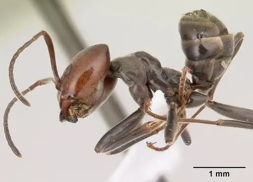 Azteca snellingi specimen