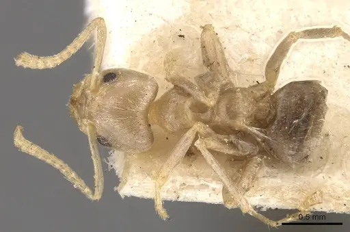 Azteca stanleyuli specimen