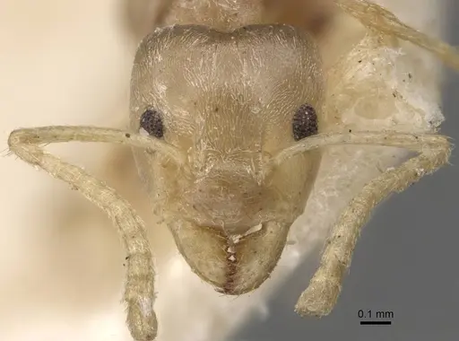 Azteca stanleyuli specimen