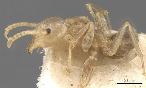 Azteca stanleyuli specimen