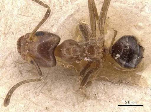 Azteca stigmatica specimen