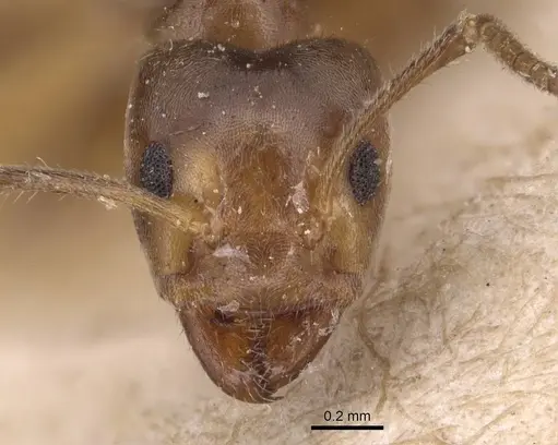 Azteca stigmatica specimen