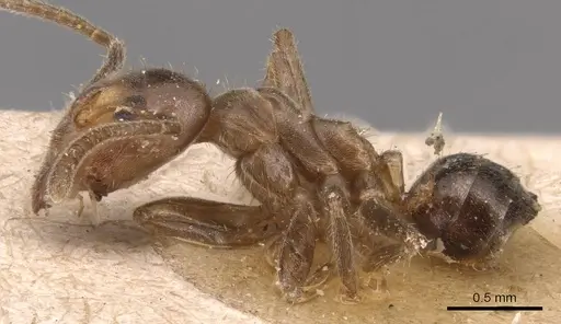 Azteca stigmatica specimen