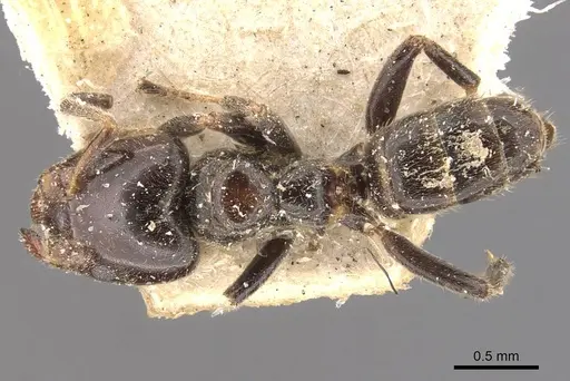 Azteca tachigaliae specimen