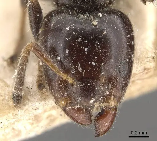 Azteca tachigaliae specimen