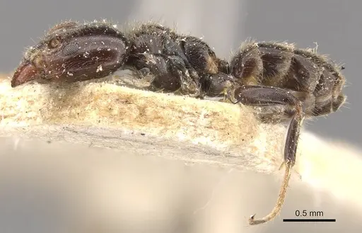 Azteca tachigaliae specimen