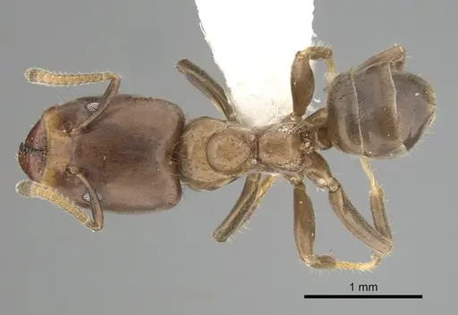 Azteca theresiae specimen