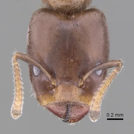 Azteca theresiae specimen