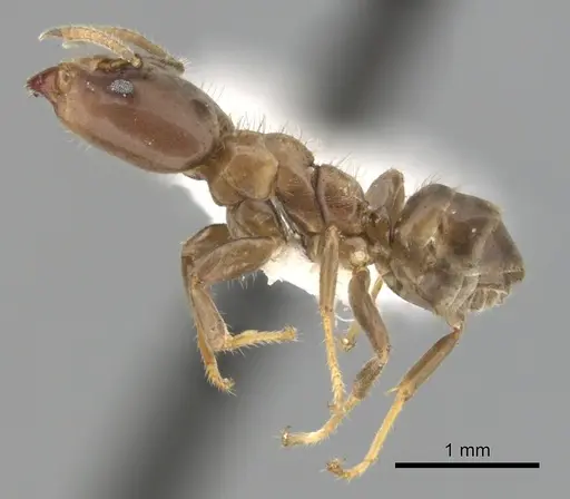 Azteca theresiae specimen