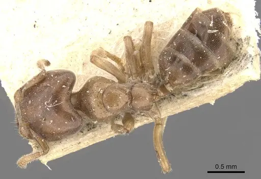 Azteca theresiae - CASENT0909676