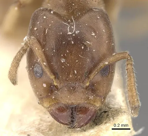 Azteca theresiae - CASENT0909676