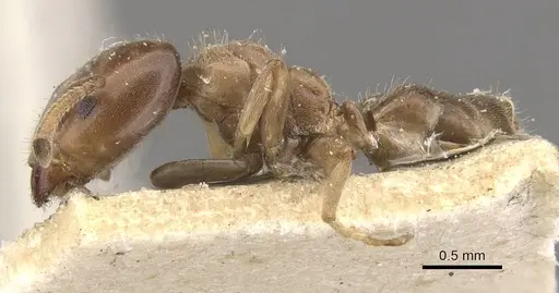 Azteca theresiae - CASENT0909676