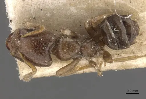 Azteca theresiae - CASENT0909677