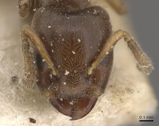 Azteca theresiae - CASENT0909677