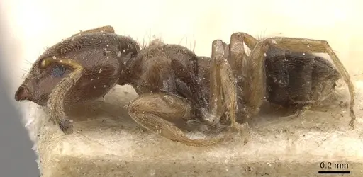 Azteca theresiae - CASENT0909677