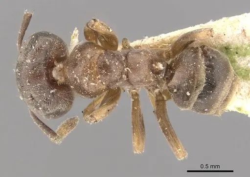 Azteca theresiae - CASENT0909678