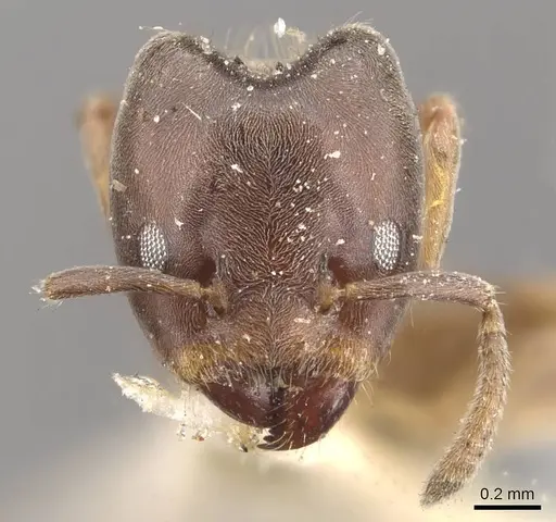 Azteca theresiae - CASENT0909678