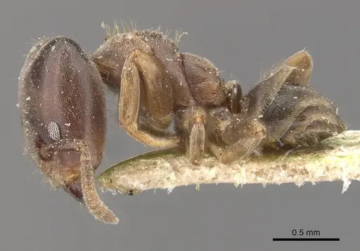 Azteca theresiae - CASENT0909678