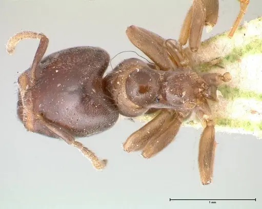 Azteca theresiae - FOCOL0538