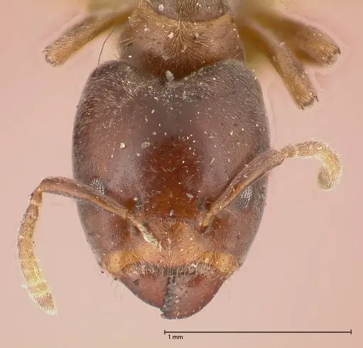 Azteca theresiae - FOCOL0538