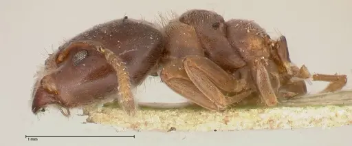 Azteca theresiae - FOCOL0538