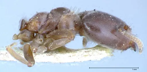 Azteca theresiae - FOCOL0538