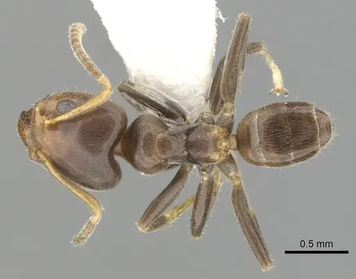 Azteca tonduzi specimen