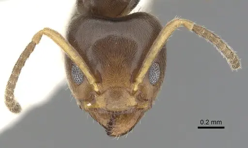 Azteca tonduzi specimen