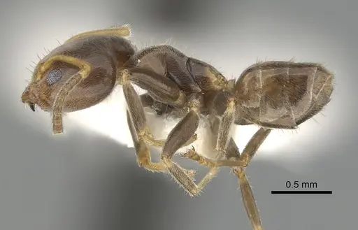 Azteca tonduzi specimen