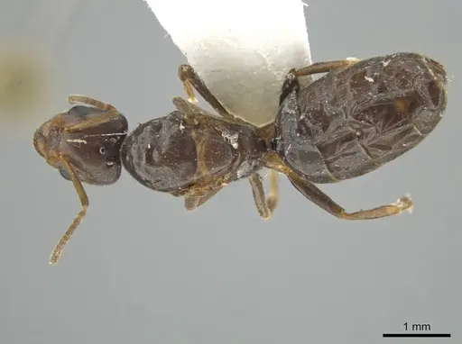 Azteca tonduzi - CASENT0625420