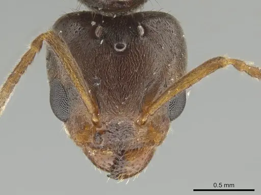 Azteca tonduzi - CASENT0625420