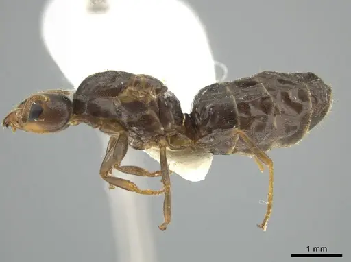 Azteca tonduzi - CASENT0625420