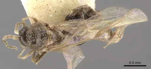 Azteca tonduzi - CASENT0903021