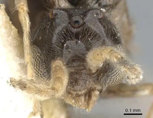 Azteca tonduzi - CASENT0903021