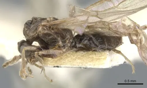 Azteca tonduzi - CASENT0903021