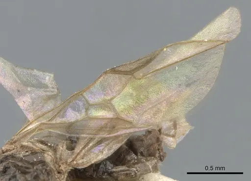 Azteca tonduzi - CASENT0903021