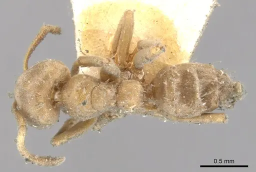 Azteca tonduzi - CASENT0903022