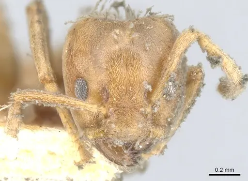 Azteca tonduzi - CASENT0903022