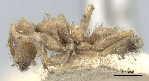 Azteca tonduzi - CASENT0903022