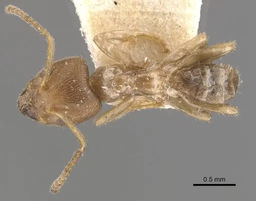 Azteca tonduzi - CASENT0909679