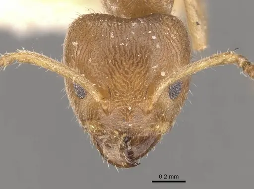 Azteca tonduzi - CASENT0909679