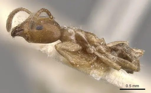 Azteca tonduzi - CASENT0909679