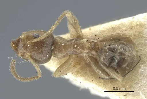 Azteca tonduzi - CASENT0917122