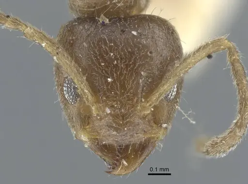 Azteca tonduzi - CASENT0917122