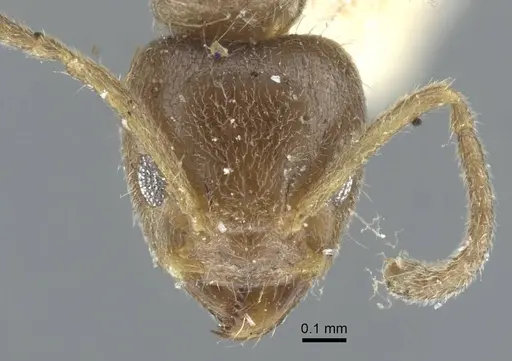 Azteca tonduzi - CASENT0917122