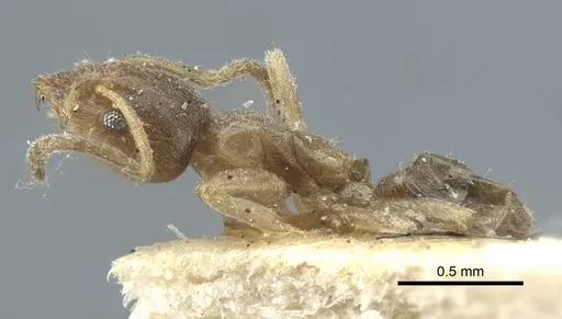 Azteca tonduzi - CASENT0917122