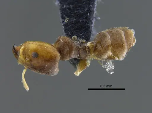 Azteca tonduzi - CBUMAGENT41842