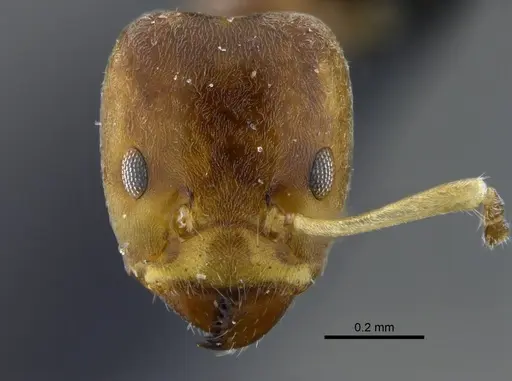 Azteca tonduzi - CBUMAGENT41842