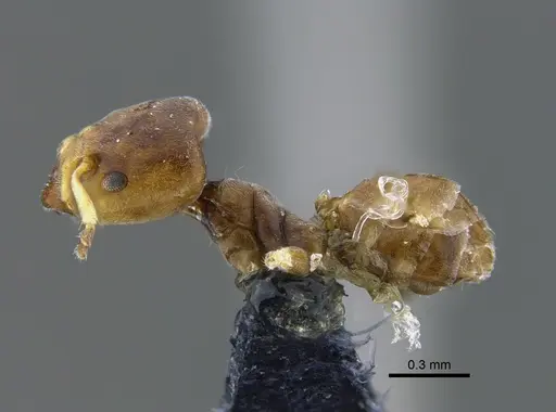 Azteca tonduzi - CBUMAGENT41842